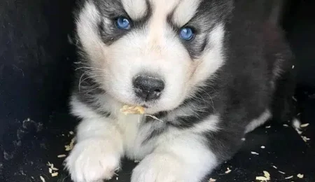 Husky Dogs
