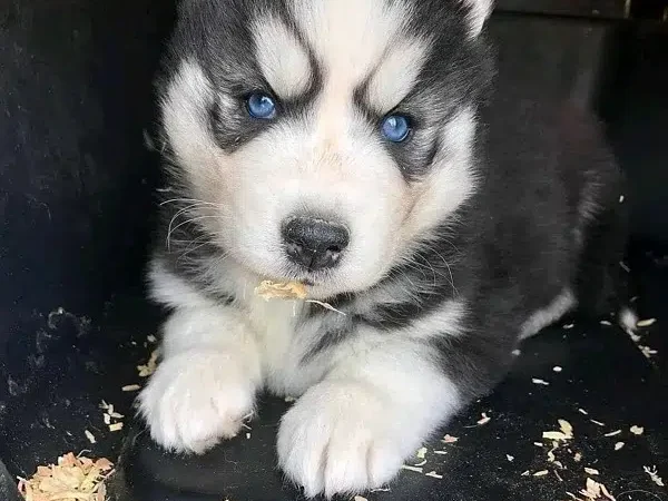 Husky Dogs