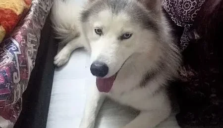 Siberian Husky