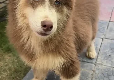 husky