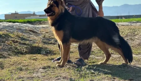 German Shepherd for Sale in Pakistan