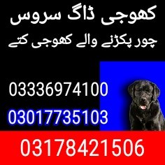 Army dog center sehwan shrif 03017735103