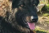 Charming Belgian Shepherd: Call Only, No Texts – Available for Playtim