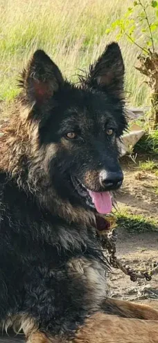 Charming Belgian Shepherd: Call Only, No Texts – Available for Playtim