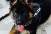 68-Day-Old Authentic German Shepherd Puppy Available