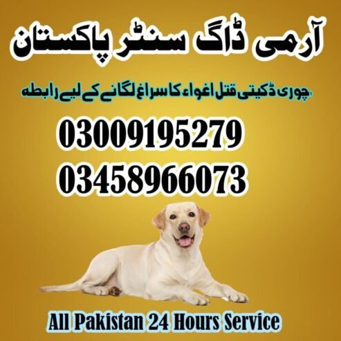 Army Dog Center Faisalabad | 03458966073 | Khoji Dogs In Faisalabad