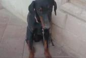 Young Doberman Duo – 1-Year-Old Perfect Pair