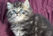 Premium Persian Kitten – Top Breed Quality