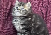 Premium Persian Kitten – Top Breed Quality