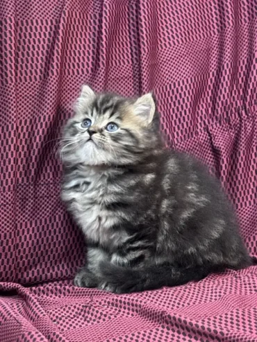 Premium Persian Kitten – Top Breed Quality