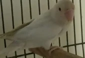 Albino Male with Striking Red Eyes