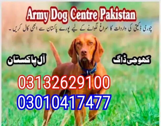 Army dog center taxila 03010417477