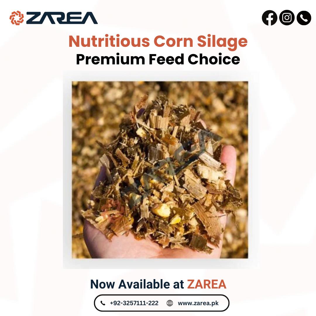 Corn Silage Now Available at Zarea Limited