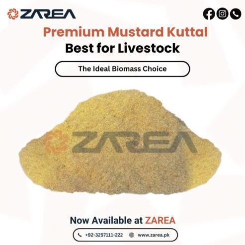 Mustard Kuttal Available at Zarea Limited