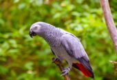 Buy Healthy, Tamed, and Talking Parrots Online – Worldwide Shipping!