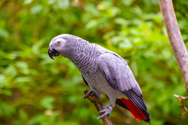 Buy Healthy, Tamed, and Talking Parrots Online – Worldwide Shipping!