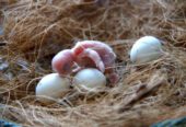 Buy Healthy, Tamed, and Talking Parrots Online – Worldwide Shipping!