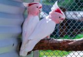 Buy Healthy, Tamed, and Talking Parrots Online – Worldwide Shipping!