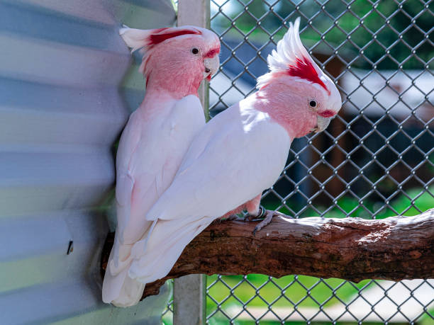 Buy Healthy, Tamed, and Talking Parrots Online – Worldwide Shipping!