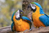 Buy Healthy, Tamed, and Talking Parrots Online – Worldwide Shipping!