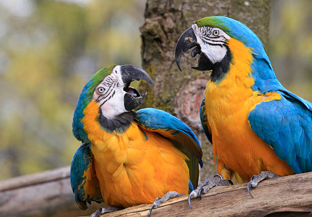 Buy Healthy, Tamed, and Talking Parrots Online – Worldwide Shipping!