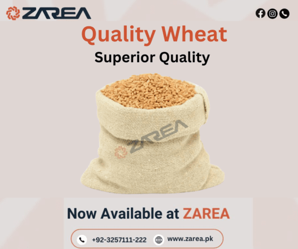 Wheat Available at Zarea Limited