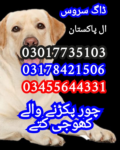 Army dog center 03010417477