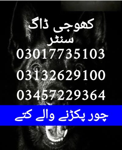 Detective dog center 03017735103