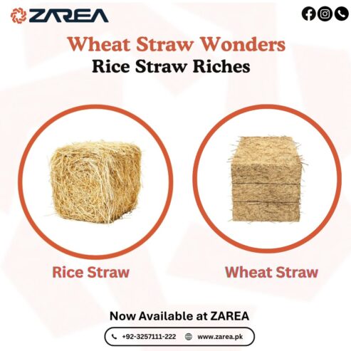 Zarea – Premium Rice Straw & Wheat Straw