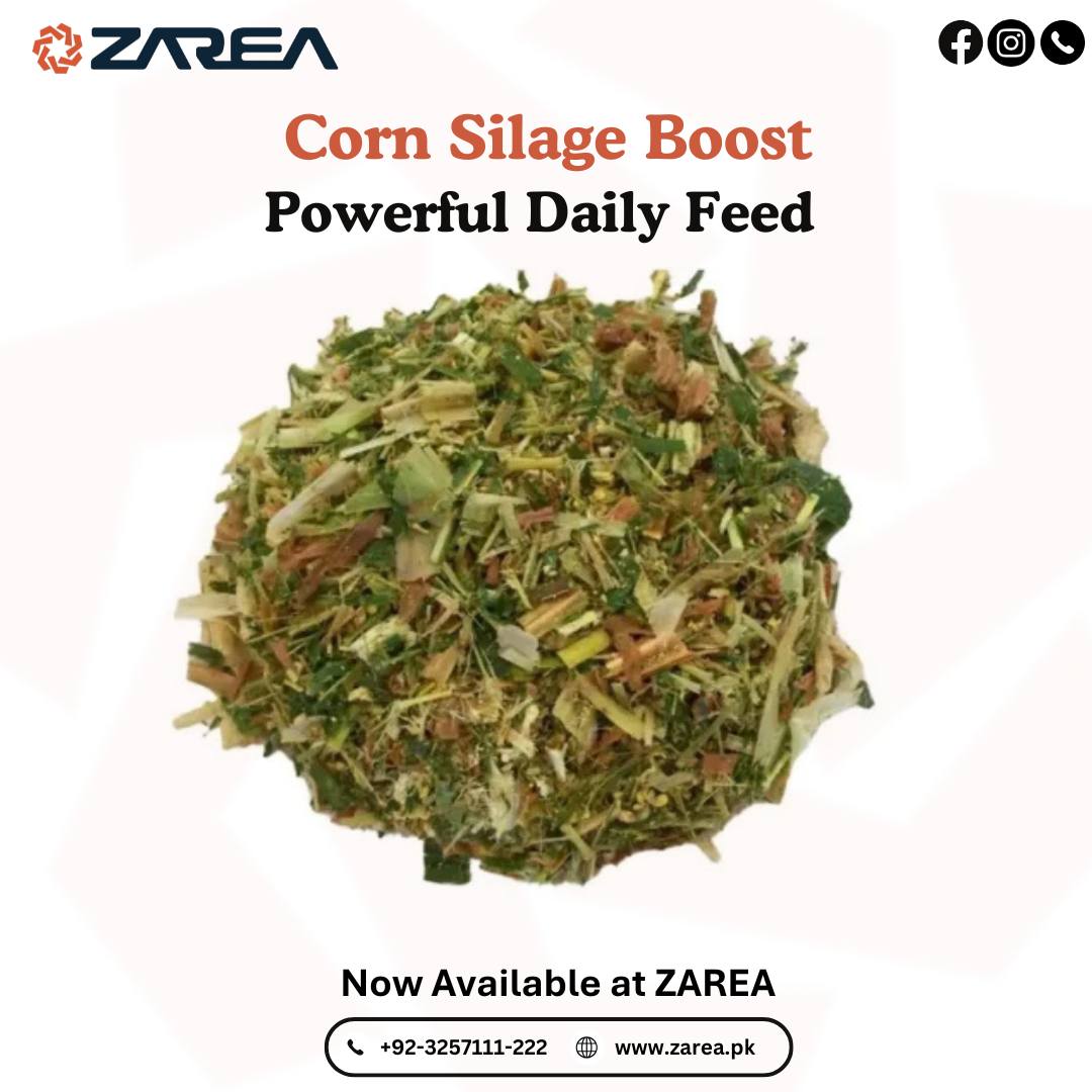 Corn Silage | ZAREA