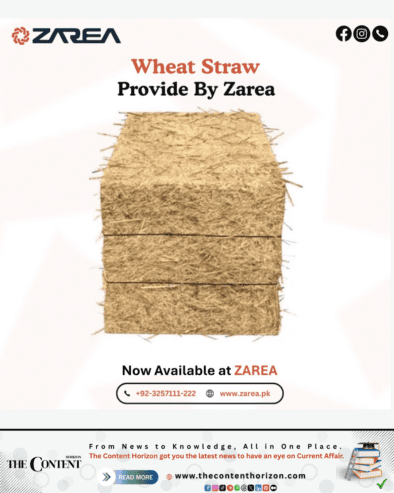 Wheat Straw | ZAREA |