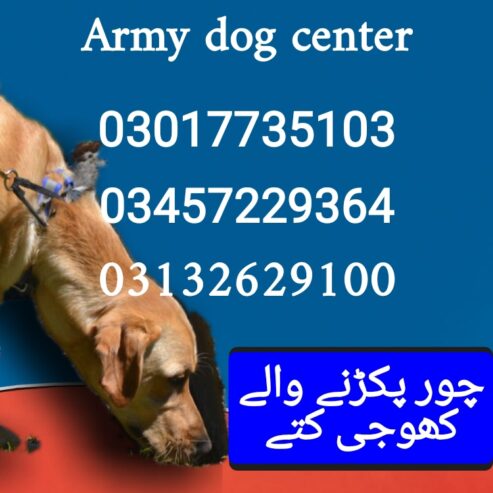 Army dog center 03017735103 (khoji dog)