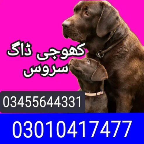 Army dog center 03010417477 (khoji dog)