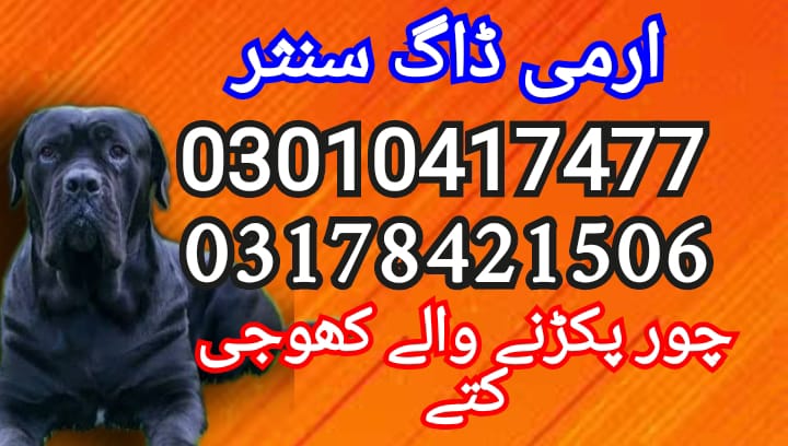 Army dog center 03010417477 (khoji dog)