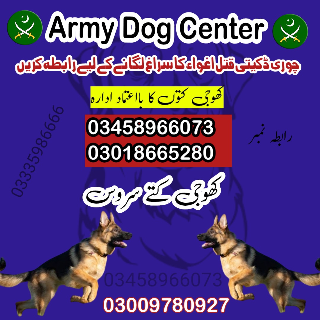 Army Dog Center Darya Khan 03009195279 | Khoji Dogs