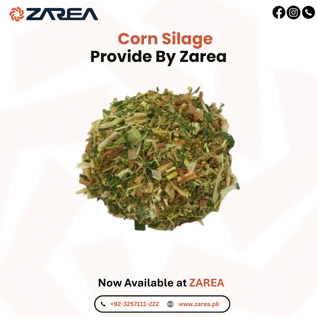 Corn Silage Available at | ZAREA Ltd |