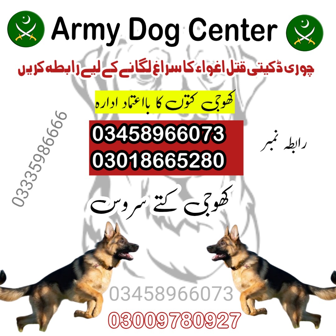 Army Dog Center Kot Addu 03009195279 Khoji Dog In Kot Addu