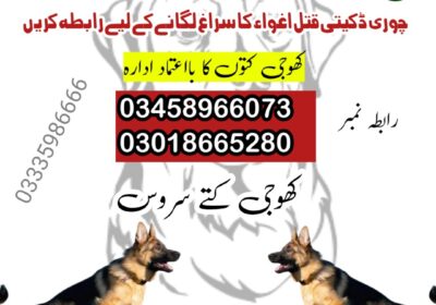 army-dog-center-03458966073-7