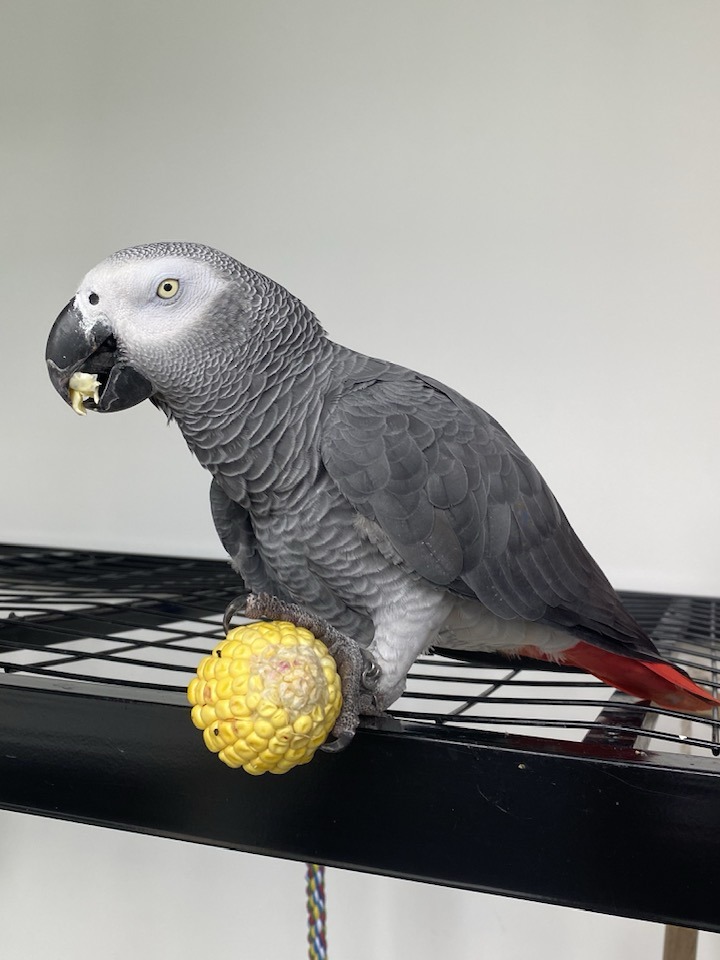 African grey parrots for adoption