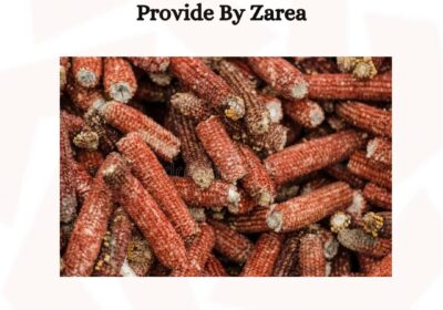 623449170_122206953110050120_8394824838863227490_n-1