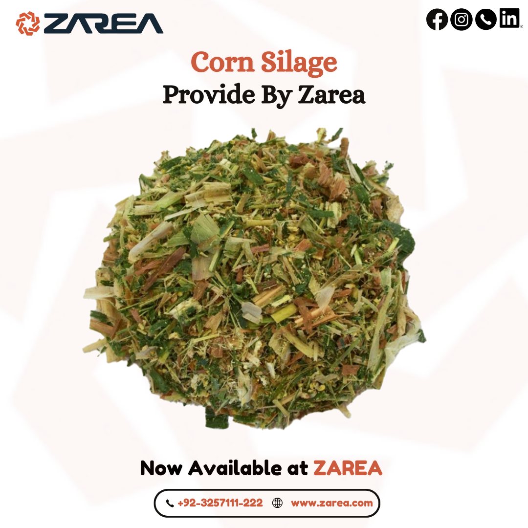 Corn Silage – Buy Online on Zarea