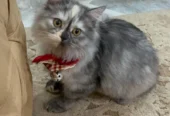 Golu-Molu Pussy Cats / White-Fur Waali Billiyan