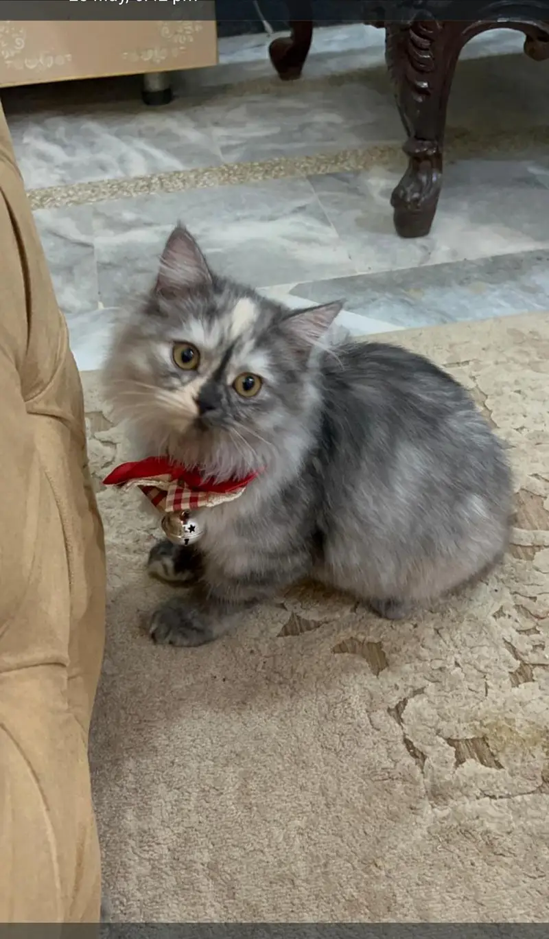 Golu-Molu Pussy Cats / White-Fur Waali Billiyan