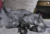 Golu-Molu Pussy Cats / White-Fur Waali Billiyan