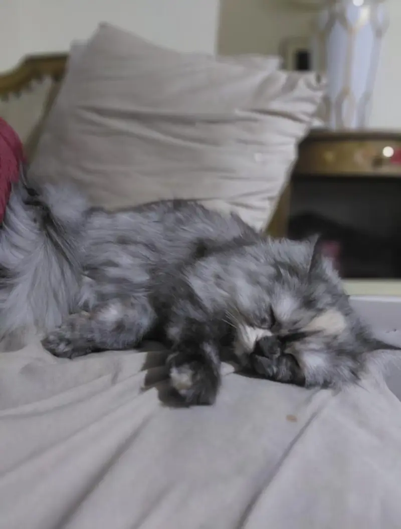 Golu-Molu Pussy Cats / White-Fur Waali Billiyan