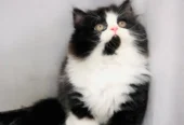 Persian Punch Face Kitten for Sale with Home Delivery