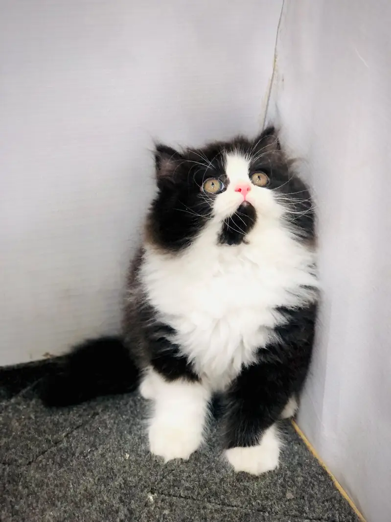 Persian Punch Face Kitten for Sale with Home Delivery