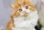 Persian Punch Face Kitten for Sale with Home Delivery