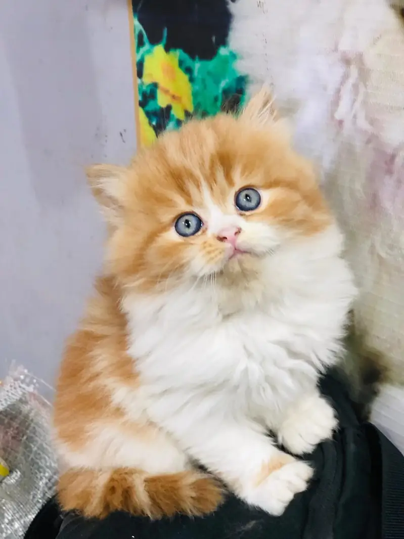 Persian Punch Face Kitten for Sale with Home Delivery