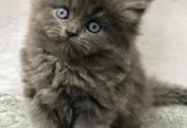Persian Punch Face Kitten for Sale with Home Delivery